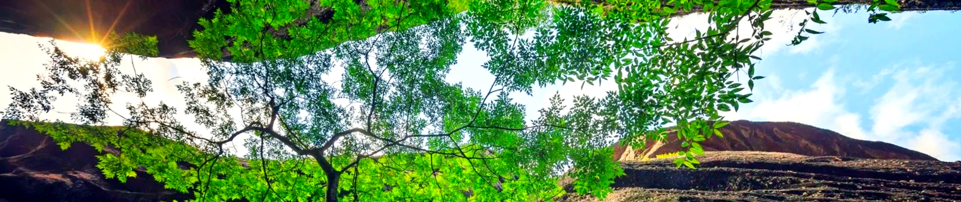 環境保護タロイモチップス