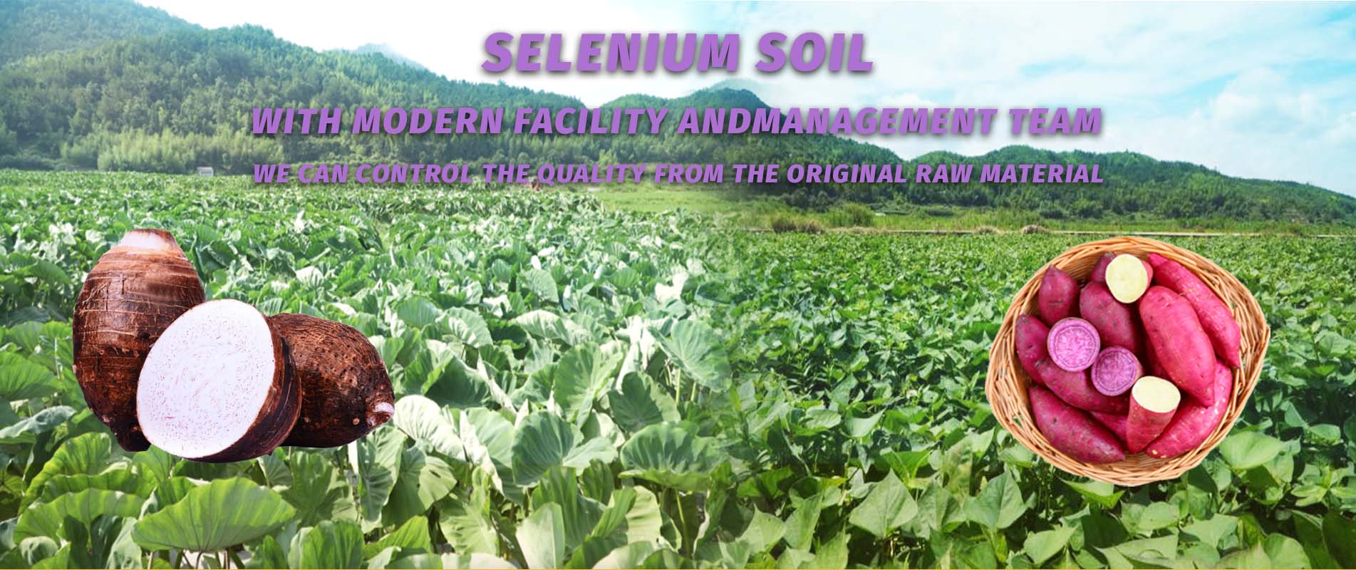 ポテト製品農場